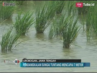 Pendangkalan Sungai Tuntang Capai 7 Meter, Ribuan Hektar Sawah Tenggelam - iNews Pagi 19/02