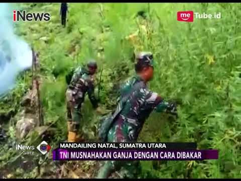 Pasukan TNI Musnahkan Ladang Ganja yang Ditemukan Pasca Informasi Warga - iNews Sore 25/02