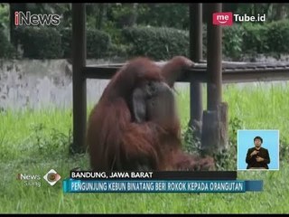 Ironis!! Viral Video Orangutan Merokok Usai Dilempar Rokok oleh Pengunjung - iNews Siang 07/03