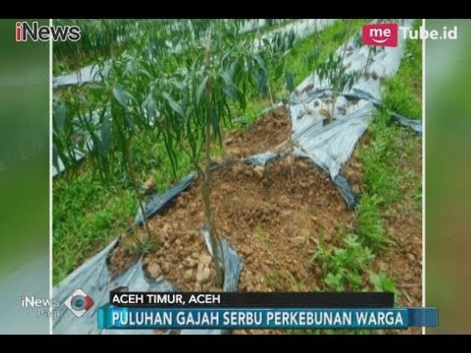 Puluhan Gajah Rusak Perkebunan & Resahkan Warga Seumanah Jaya, Aceh Timur - iNews Pagi 08/03