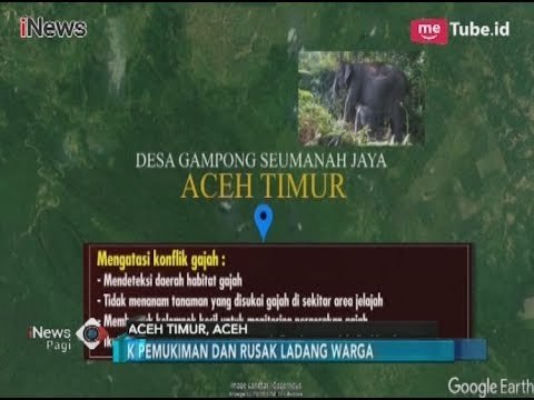 Konflik dengan Gajah, Warga Seumanah Minta Pemerintah Bangun Dinding Barrier - iNews Pagi 12/03