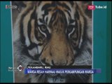 Keluar Masuk Pemukiman Penduduk, Petugas Tangkap Harimau yang Tewaskan Warga - iNews Malam 13/03
