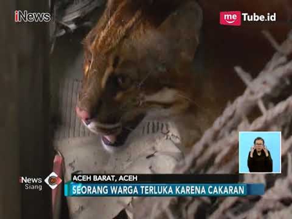 Langka, Kucing Emas Ditemukan Terperangkap di Garasi Rumah Warga Aceh Barat - iNews Siang 14/03