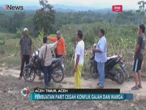 Atasi Konflik, Pemerintah Aceh Timur Membuat Parit Pembatas Gajah Liar - iNews Pagi 16/03