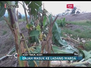Manusia Vs Hewan Liar, Pemerintah Aceh Timur Wujudkan Pembuatan Parit Gajah - iNews Pagi 19/03
