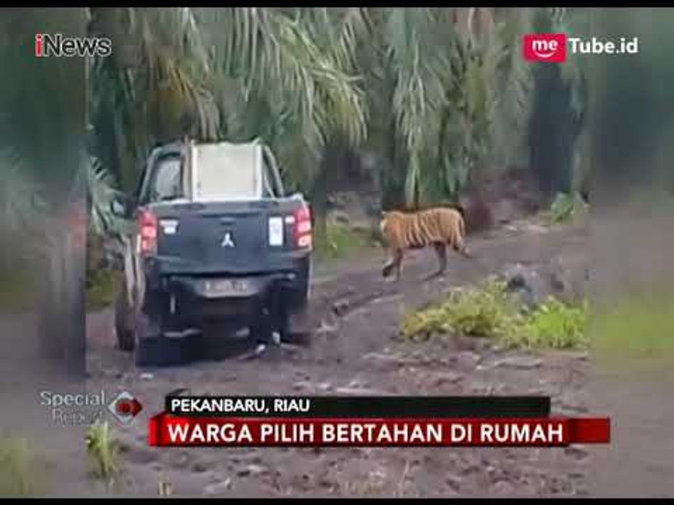 Harimau Bonita Sempat Ditembak Bius, Namun Kabur Lagi - Special Report 19/03