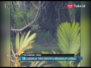 Teror Harimau di Kebun Kelapa Sawit Hingga Kini Masih Menhantui Warga Pekanbaru - iNews Pagi 20/03