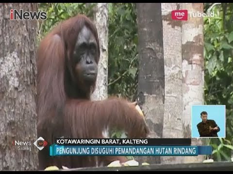 Inilah Habitat Terluas Orangutan di Wisata Tanjung Puting, Kotawaringin Barat - iNews Siang 25/03