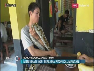 Berani Uji Nyali? Kafe Ini Sajikan Ngopi Bareng Ular Piton - iNews Pagi 26/03