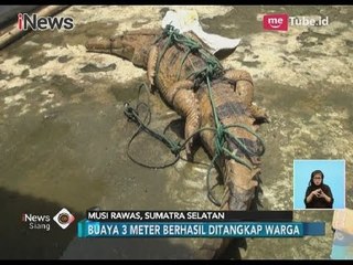 Meresahkan Akibat Sering Makan Ikan di Empang, Buaya Muara Berhasil Ditangkap - iNews Siang 27/03