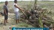 Mangrove Ditebang untuk Buka Lahan Kelapa Sawit, Warga Deli Serdang Resah - iNews Pagi 30/03