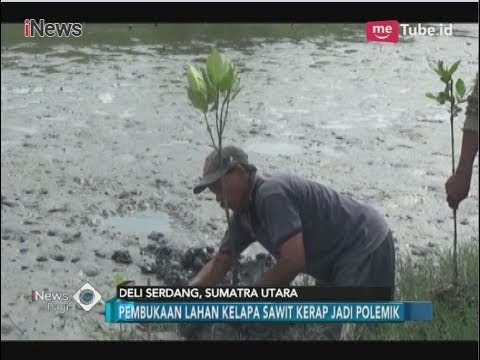 Miris!! Bangun Perkebunan Sawit di Hutan Mangrove, Kepiting Bakau Hilang - iNews Pagi 02/04