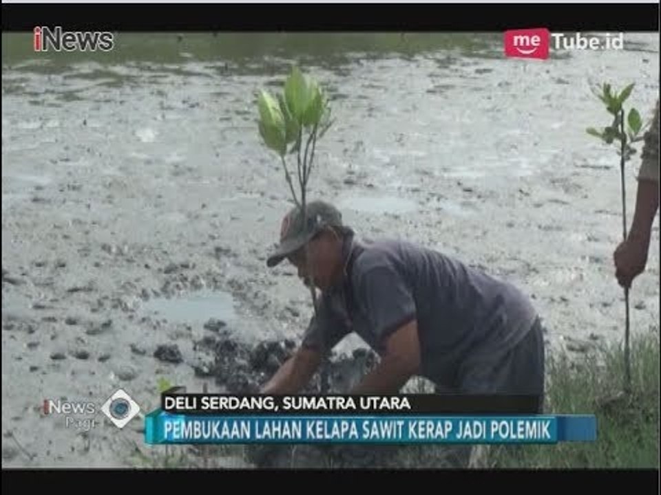 Miris!! Bangun Perkebunan Sawit di Hutan Mangrove, Kepiting Bakau Hilang - iNews Pagi 02/04