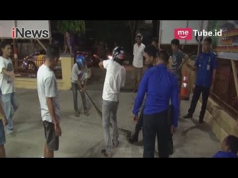 Warga Wajo Digegerkan Penemuan Ular Piton Sepanjang 4 Meter Memangsa Hewan ernak - iNews Pagi 04/04