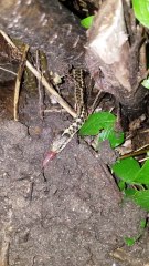 Garter Snake Devours Earthworm