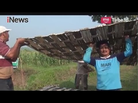 Tak Digubris Pemerintah, Ratusan Petani Mojokerto Perbaiki Sendiri Tanggul Jebol - iNews Pagi 17/04