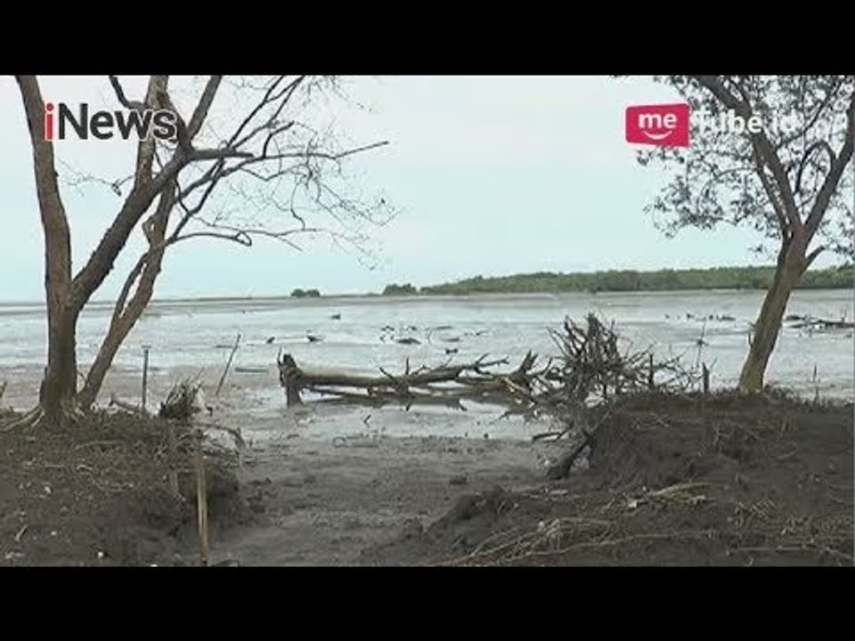 Pasir Laut Terus Dikeruk, Ekosistem Pantai Labu Kian Rusak - iNews Pagi 17/04