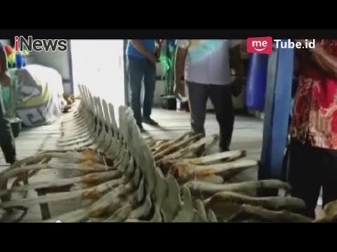 Geger!! Warga Bintan Kepulauan Riau Temukan Tulang Ikan Raksasa 13 Meter - iNews Pagi 23/04