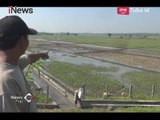Irigasi Tersumbat Jalan Tol Akibatkan Petani di Jombang Sering Gagal Panen - iNews Pagi 08/05