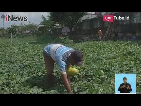 Petani Manfaatkan Lahan di Banjir Kanal Barat untuk Tanam Timun Suri - iNews Siang 26/05