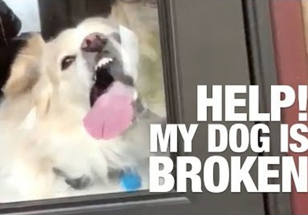 Help! My Dog Is Broken!