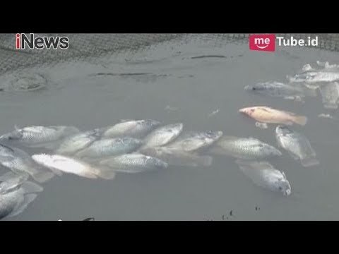 Ribuan Ikan di Sungai Padang Mati, Warga Curigai Adanya Pencemaran Limbah Pabrik - iNews Pagi 17/05