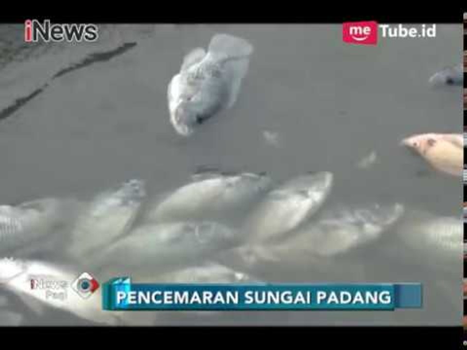 Sungai Padang Tercemar Limbah Pabrik, Ratusan Ikan Warga Mati - iNews Pagi 21/05