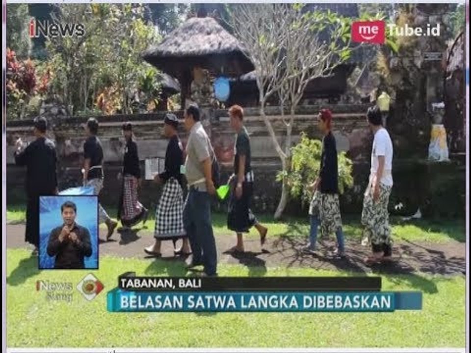 Tim Pusat Penyelamat Satwa Bali Lepas Sejumlah Satwa Langka di Pura - iNews Siang 20/05