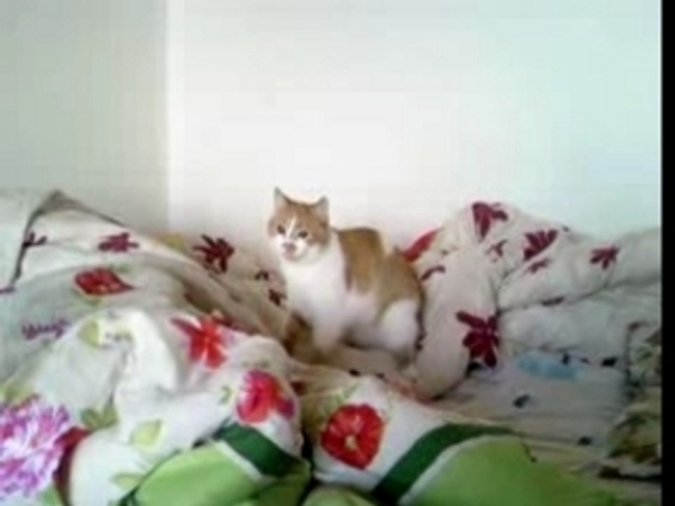 Ginger