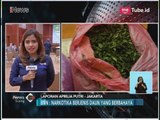BNN Gagalkan Penyelundupan Paket 68 Kilogram Katinon dari Belgia & Ethiopia - iNews Siang 28/05