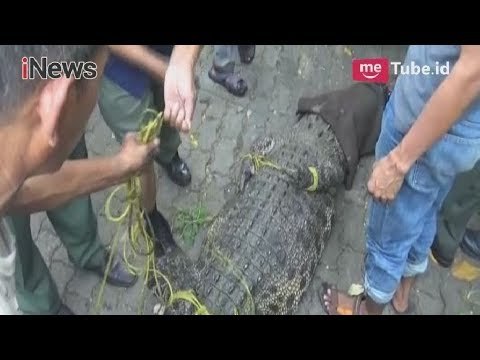 Dramatis! Beginilah Proses Evakuasi 3 Buaya oleh Petugas Balai Konservasi SDA - iNews Pagi 31/05