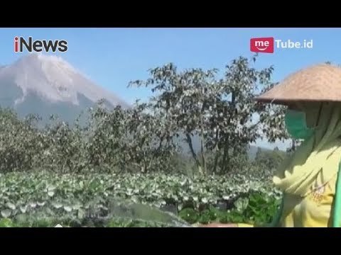 Kota Magelang Dihujani Debu Vulkanik, Petani Stroberi Bersihkan Sisa Abu - iNews Sore 02/06
