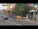 Terlepas saat akan Diserahkan ke Pembeli, Sapi Ini Menyerang Pengguna Jalan - iNews Pagi 12/06