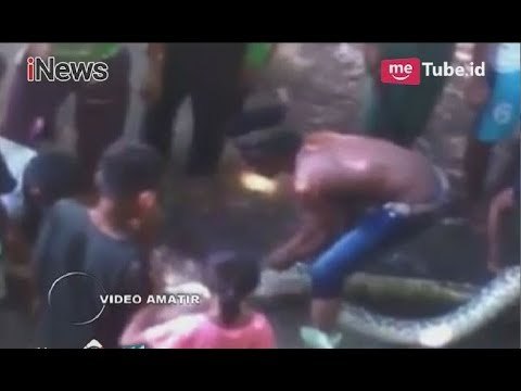 Usai Temukan Wanita Tewas Dimangsa Ular, Warga Tangkap Piton Raksasa - iNews Pagi 17/06