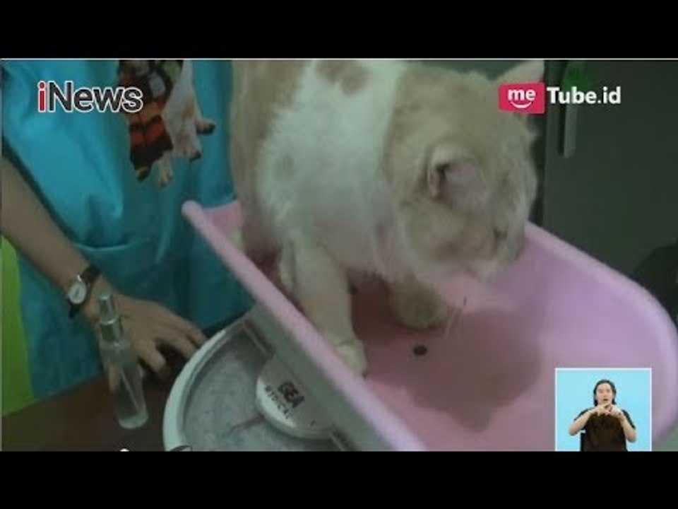 Libur Lebaran, Omzet Jasa Penitipan Hewan Bojonegoro Meningkat hingga 300% - iNews Siang 17/06