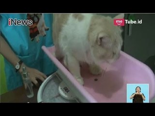 Libur Lebaran, Omzet Jasa Penitipan Hewan Bojonegoro Meningkat hingga 300% - iNews Siang 17/06