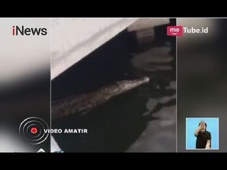 Download Video: Viral!! Kemunculan Buaya Liar Berenang di Dermaga Pondok Dayung ke Arah Ancol - iNews Siang 16/06