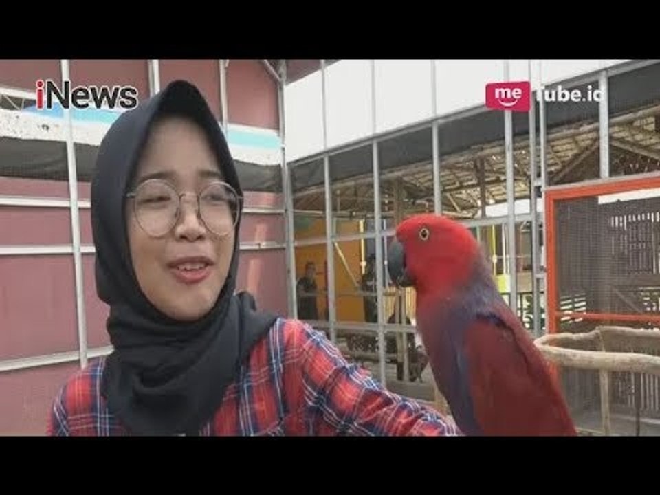 Habiskan Waktu Libur dengan Sensasi Wisata Edukasi di Taman Burung Palembang - iNews Sore 17/06