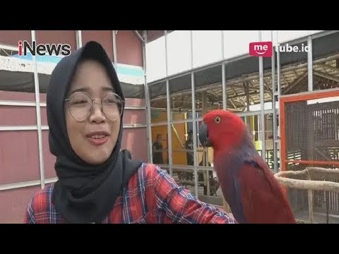 Habiskan Waktu Libur dengan Sensasi Wisata Edukasi di Taman Burung Palembang - iNews Sore 17/06