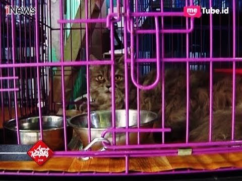 Hotel Kucing Raup Omzet Melimpah Jelang Lebaran - iNews Pagi 20/06