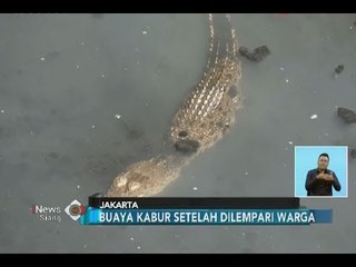 Beginilah Penampakan Tiga Buaya di Kali Grogol yang Hebohkan Warga - iNews Siang 28/06
