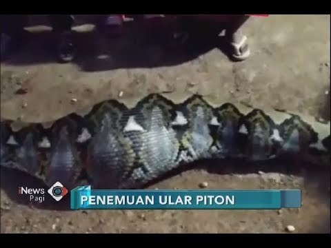 Curiga Lihat Perut Ular Besar, Warga Tangkap Ular Piton Berukuran 6 Meter - iNews Pagi 30/06