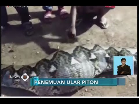 Ini Penampakan Ular Piton Sepanjang 6 Meter dengan Perut Berisi Kambing - iNews Siang 30/06