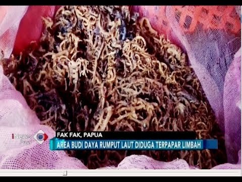 TERCEMAR!! Rumput Laut Berwarna Hitam di Kabupaten Fak Fak - iNews Pagi 04/07