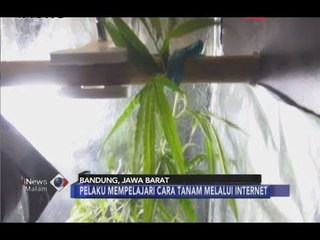 Tanam Ganja di Dalam Lemari Kos, Mahasiswa di Bandung Dibekuk Polisi - iNews Malam 06/07