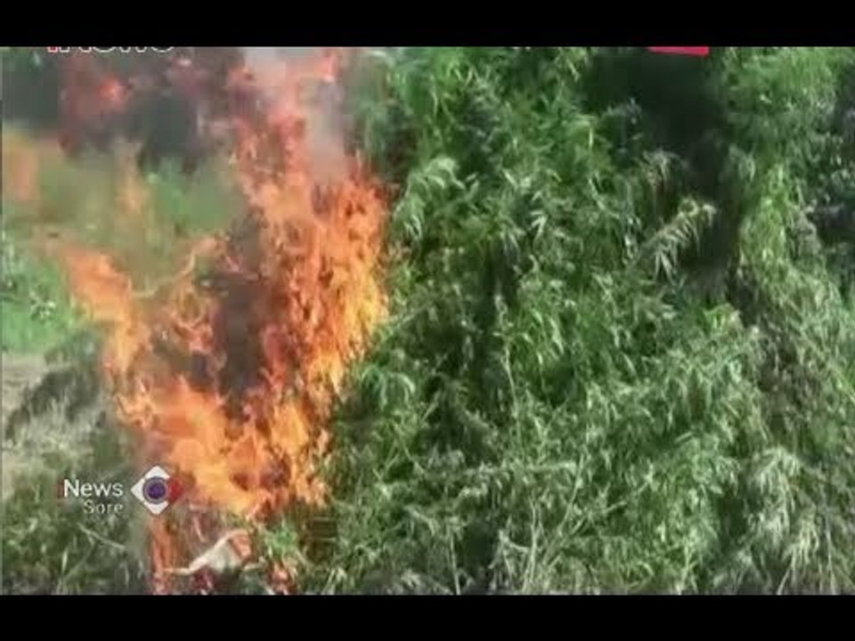 BNN Musnahkan 10,5 Hektare Ladang Ganja di Aceh Utara - iNews Sore 07/07