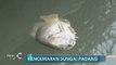 Ratusan Ikan di Sungai Padang Mati, Diduga Akibat Pencemaran Pabrik kelapa Sawit - iNews Pagi 10/07