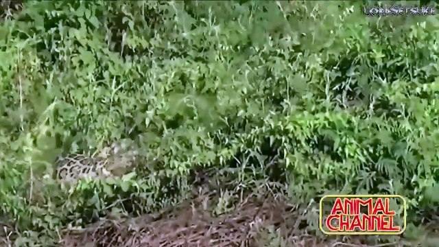 AMAZING Baboons Save Impala From Cheetah BIG CATS Hunting Lions Tigers Cheetahs Elephant