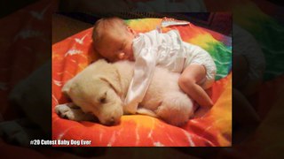 10 Pics That Prove Dogs Are Better Than A Pillow