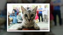 10 Times Asshole Cats Hilariously Photobombed Purrfect Shots